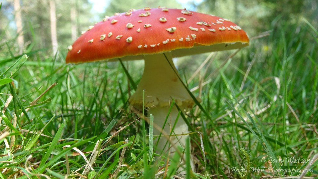 A Red Cap Fungi